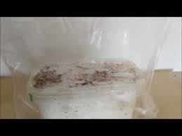 Shroom Time Lapse Youtube