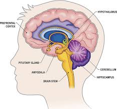 Limbic System Google Search Brain Anatomy Limbic System Brain Diagram