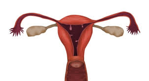 لحمية الرحم حالة قد تسبب العقم ويب طب