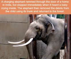 21 Crazy Animal Facts That Prove You Learn Something New Everyday In 2020 Crazy Animal Facts Fun Facts Elephant Facts