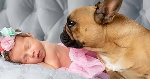 My Dog Is Jealous Of My Baby What Can I Do