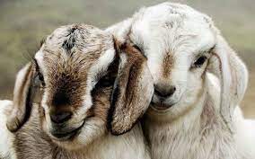 youth4justice on twitter animals animals beautiful cute baby animals