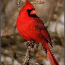 Brown Birds That Look Like Cardinals How I Love The Birds How Beautiful They Do Not Sow Or Reap Not Even Solomon In All His Splendor Was Arrayed Like One Of Cardinal Birds Bird Pictures Bird
