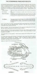 chihuahua teeth diagram catalogue of schemas