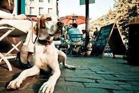 See all pet friendly vacation rentals in seal beach on tripadvisor. Top 50 Dog Friendly Restaurants In Cape Town Womenstuff