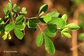 Image result for Searsia magalismontana x pyroides