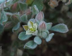 Image result for Glinus lotoides