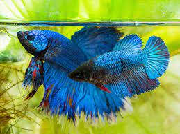 Two female bettas in the same tank. Can Male And Female Betta Live Together Ultimatebettas