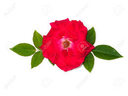 Rosehip tincture is an effective astringent for treating diarrhea or in relieving colic or as a component in cough remedies. Close Up Red Of Floribunda Rose Flower Scientific Name Rosa Stock Photo Picture And Royalty Free Image Image 135309377