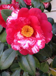 Camellia Red And White For Winter Flowers Red And White Rose