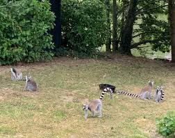 Most often mondo grass is the species ophiopogon japonicus, but another species, ophiopogon planiscapus is also called mondo grass and has a variety. Mondo Verde Ticket Rabatt Ab 15 72 Statt 25 All Inclusive Paket Freizeitparkdeals