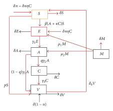 The Complete Flow Diagram Of Hepatitis B Virus Transmission