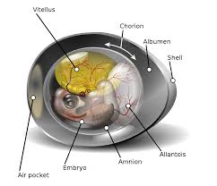 Eggs are laid by females of many different species, including birds, reptiles, amphibians, and fish, and have been eaten by mankind for thousands of years. Bird Egg Wikipedia