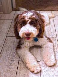 Maybe you would like to learn more about one of these? Barksdale Introduces Parti Labradoodles Barksdale Labradoodles