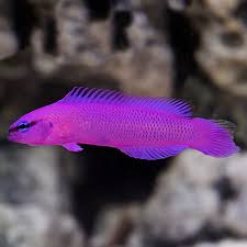 Sw Orchid Dottyback Captive Bred