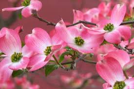 Here are my top seven flowering trees for zone 5 & 6: Beautiful Spring Blooming Trees The Garden Glove