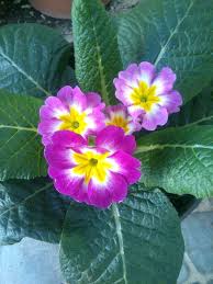 Primula Planta De Sombra Medio Sol Riego Dos Veces Por Semana Sin Humedecer Hojas Y Flores Florece En Primavera Flowers Plants Garden