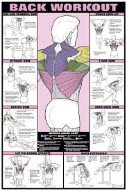 back workout professional fitness instructional wall chart