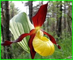Check spelling or type a new query. 10 List Of The Most Unique And Strange Flowers But Still Beautiful World Of Flowers