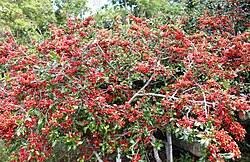 Image result for Ochna ovata