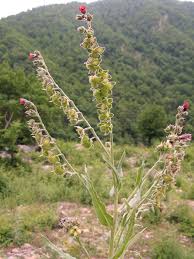 Image result for Cynoglossum amplifolium