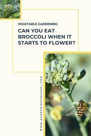 If you eat it a day, it will save you. Can You Eat Broccoli When It Starts To Flower Gardening Channel