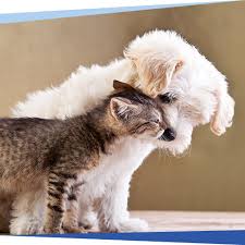 Match made every 3 minutes on care.com, so find your perfect pet care provider today. Pet Spay Neuter Services Near Me 29464 Pleasant Pet Care