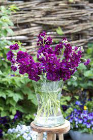 Its wonderful fragrant blooms are also found across the uk and its colour range from pale lilac to deep violet. Matthiola Incana Anytime Deep Purple Muller Seeds