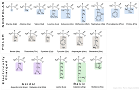 Amino Acids Characteristics And Classification Of Amino