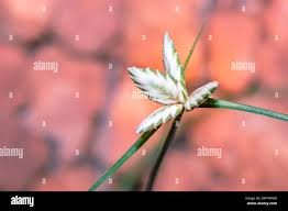 Image result for Cyperus margaritaceus