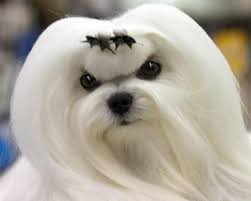 Richelieu Maltese Akc Show Dogs And Puppies San Francisco California What A Beautiful Face And Groom Maltese Dogs Dog Breeds Maltese