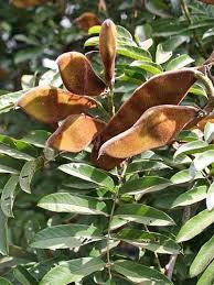 Image result for Millettia