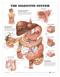 Additional Information Gastro Intestinal System 1 1