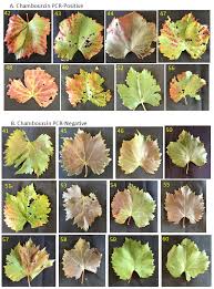 Image result for Grapevine leafroll virus