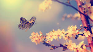 Most of the plants listed below have many cultivars or varieties available for purchase. Butterfly Garden Flowers