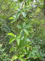 Image result for Cissus aralioides