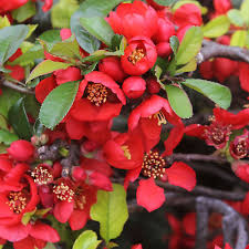 Image result for Chaenomeles japonica