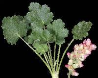 Image result for Heuchera cylindrica Greenfinch