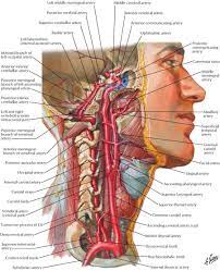Throat is a part from neck. Throat And Neck Anatomy Koibana Info Anatomiya Anatomiya Cheloveka Medicina