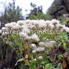 Image result for Helichrysum globosum
