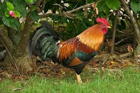 Hawaii Island Of Kauai Wild Chicken Chickens And Roosters Kauai