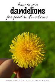 60 Dandelion Recipes Food Drinks Remedies More Dandelion Recipes Dandelion First Flowers Of Spring