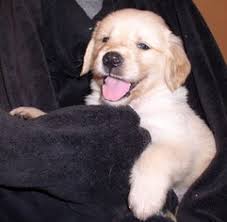 View Ad Golden Retriever Litter Of Puppies For Sale Near Michigan Jackson Usa Adn 44899