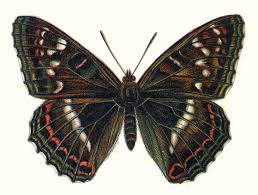 Image result for Limenitis populi