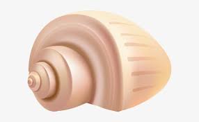 This conch shell clip art is high quality png picture material, which can be used for your creative projects or simply as a decoration for your design & website content. Conch Shell Png Clip Art Portable Network Graphics Transparent Png 600x427 Free Download On Nicepng