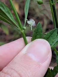 Image result for Scoparia dulcis