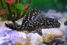Check spelling or type a new query. Top 5 Freshwater Aquarium Fish And Critters That Eat Algae Pethelpful