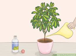 Where Can I Buy A Money Tree Awesome How to Care for A Money Tree ...