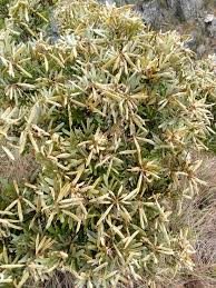 Image result for Nelsonia smithii