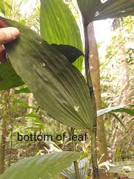 Image result for Corymborkis